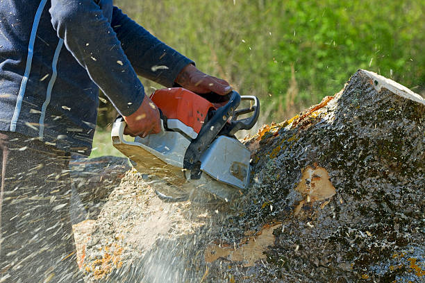 Residential Tree Removal in Mountain View, NC